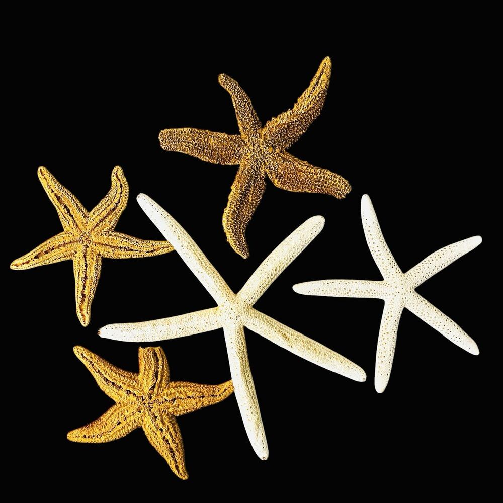 Set of 5 Natural Dried Starfish 5–9” White Brown Coastal Beach Nautical Décor